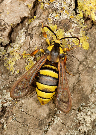 52.002 BF0370 Hornet Moth Sesia apiformis