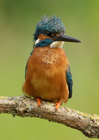 Kingfisher Alcedo atthis