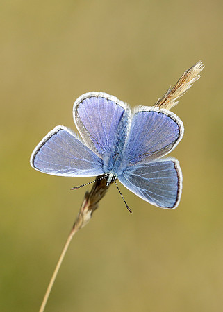 Common Blue Polyommatus icarus