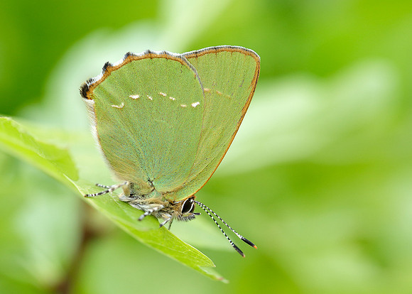 Green Hairstreak Callophrys rubi