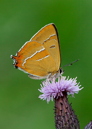 Brown Hairstreak Thecla betulae