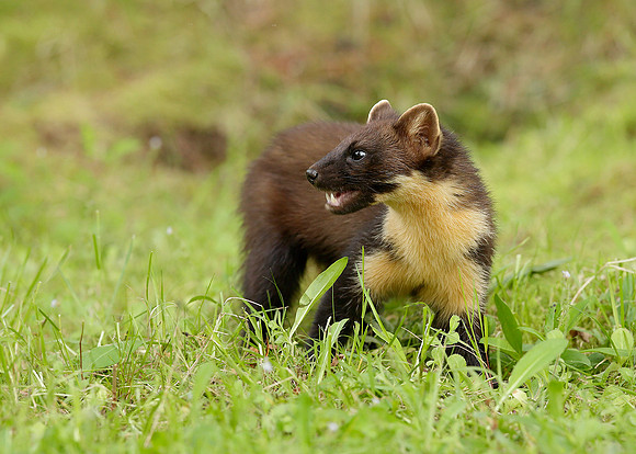 Pine Marten Martes martes