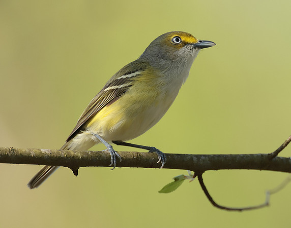White-eyed Vireo Vireo griseus
