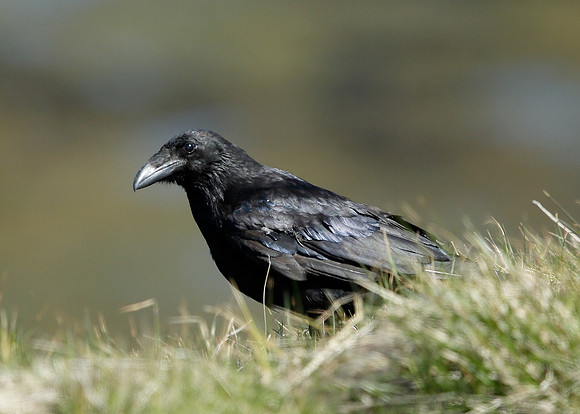Raven Corvus corax
