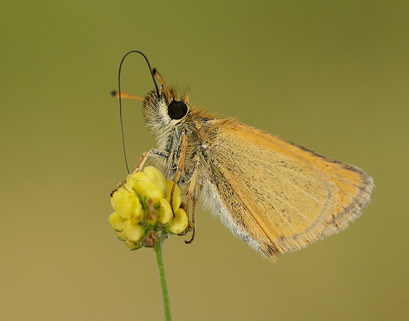 Essex Skipper Thymelicus lineola