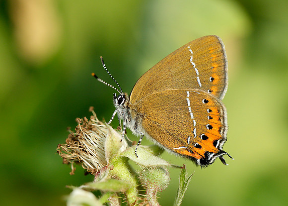 Black Hairstreak Satyrium pruni