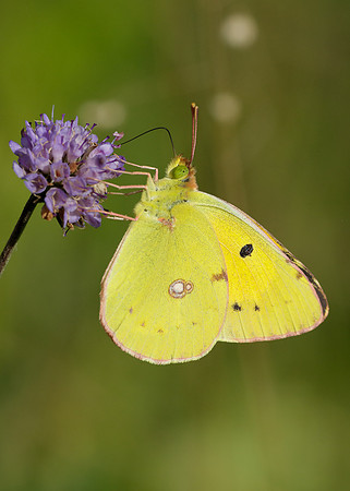 Clouded Yellow Colias croceus