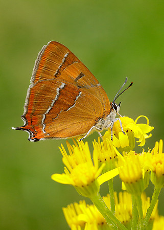 Brown Hairstreak Thecla betulae
