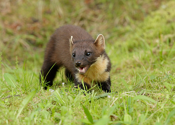 Pine Marten Martes martes