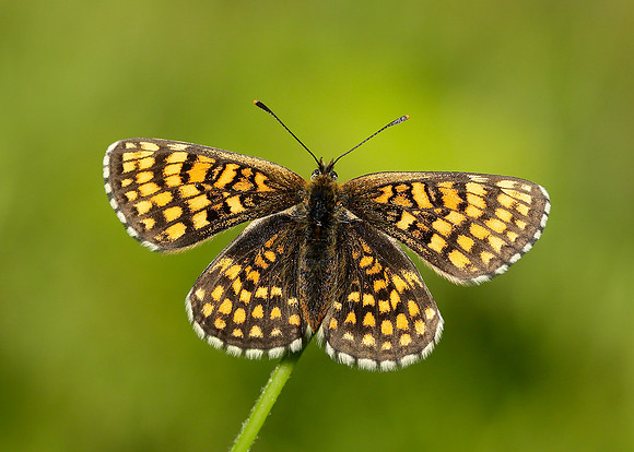 Heath Fritillary Melitaea athalia