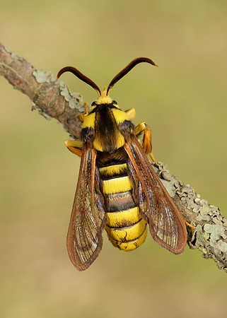 52.002 BF0370 Hornet Moth Sesia apiformis