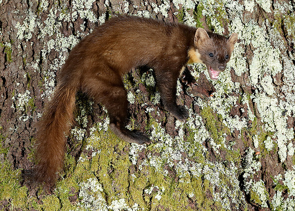 Pine Marten Martes martes