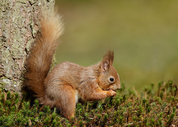 Red Squirrel Sciurus vulgaris