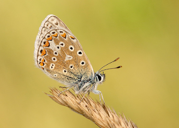 Common Blue Polyommatus icarus