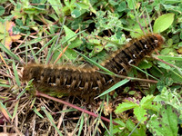 66.007 BF1637 Oak Eggar Lasiocampa quercus