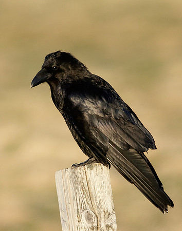 Raven Corvus corax