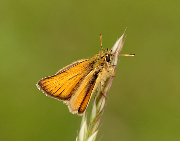 Essex Skipper Thymelicus lineola