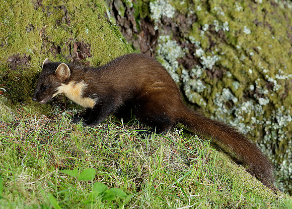 Pine Marten Martes martes