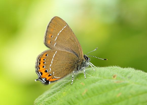 Black Hairstreak Satyrium pruni