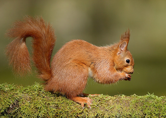 Red Squirrel Sciurus vulgaris