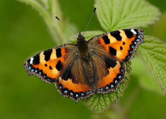 Small Tortoiseshell Aglais urticae