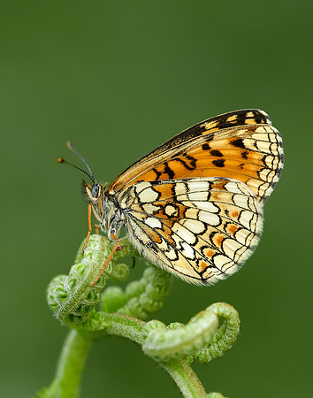 Heath Fritillary Melitaea athalia