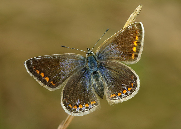 Common Blue Polyommatus icarus