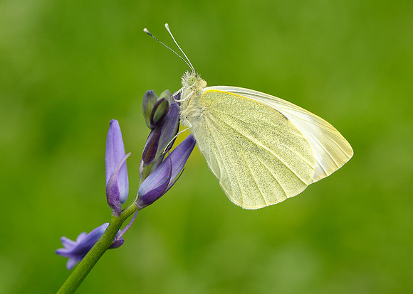 Large White Pieris brassicae