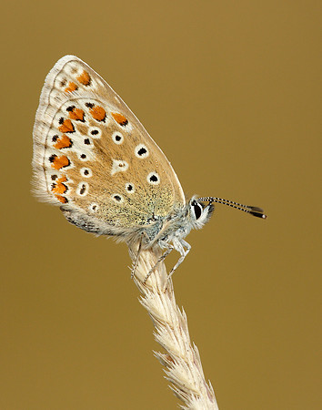 Common Blue Polyommatus icarus