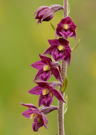 Dark Red Helleborine Epipactis atrorubens