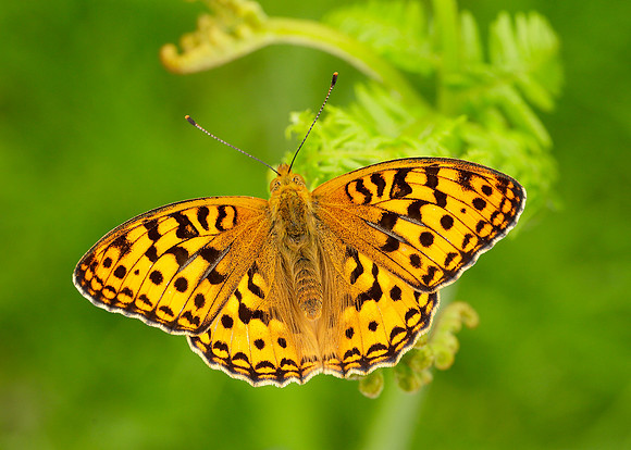 High Brown Fritillary Argynnis adippe