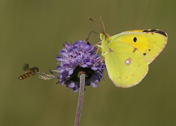 Clouded Yellow Colias croceus
