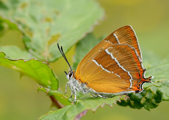 Brown Hairstreak Thecla betulae