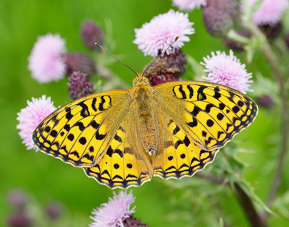High Brown Fritillary Argynnis adippe