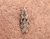 35.151 BF770 Carpatolechia proximella