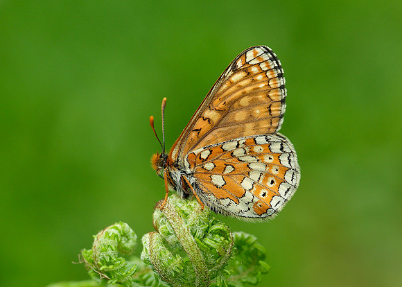 Marsh Fritillary Euphydryas aurinia