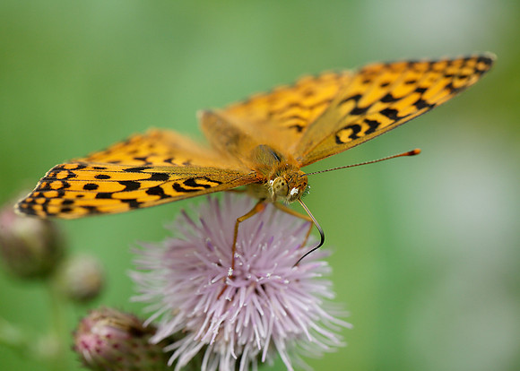 High Brown Fritillary Argynnis adippe