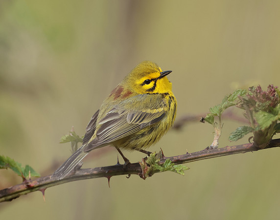 Prairie Warbler Setophaga discolor