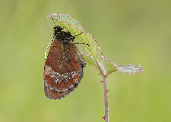 Scotch Argus Erebia aethiops