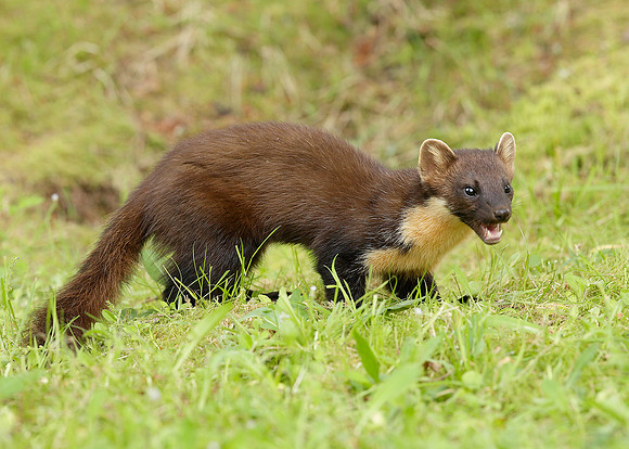 Pine Marten Martes martes