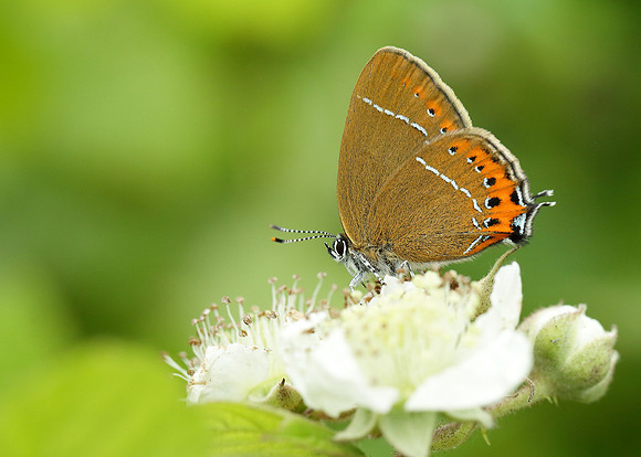 Black Hairstreak Satyrium pruni