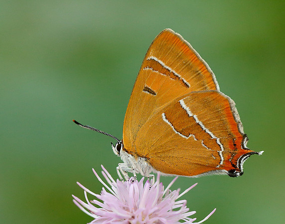 Brown Hairstreak Thecla betulae