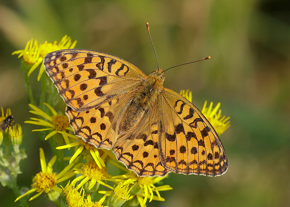 High Brown Fritillary Argynnis adippe