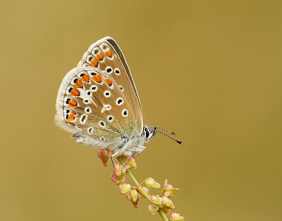 Common Blue Polyommatus icarus