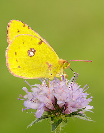 Clouded Yellow Colias croceus
