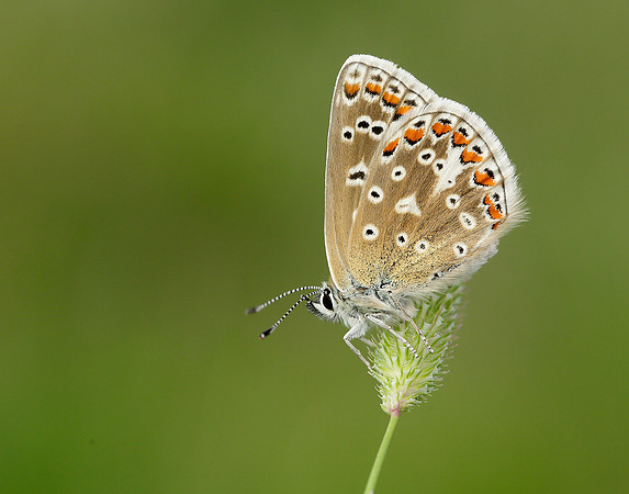 Common Blue Polyommatus icarus