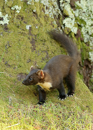Pine Marten Martes martes