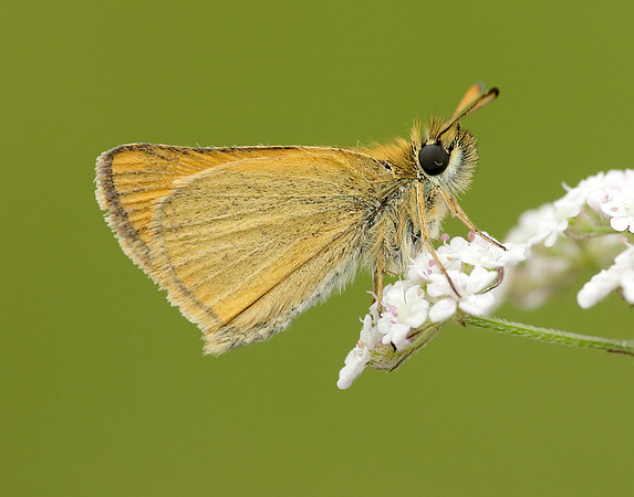 Essex Skipper Thymelicus lineola