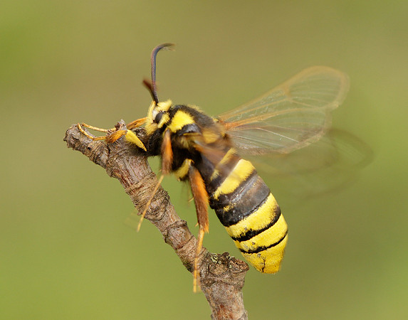 52.002 BF0370 Hornet Moth Sesia apiformis