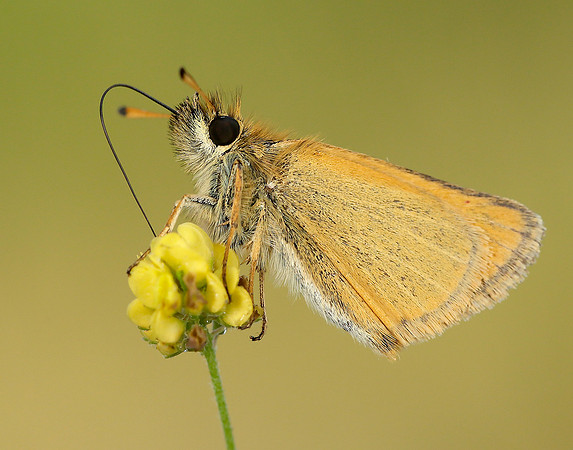 Essex Skipper Thymelicus lineola